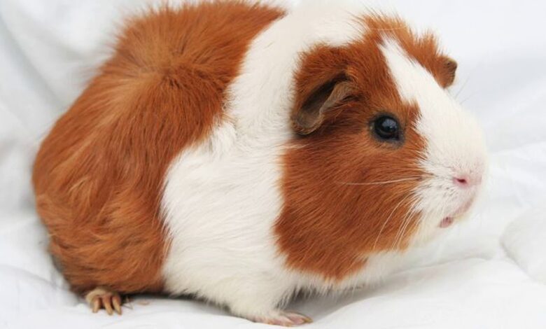 Abyssinian Guinea Pig Ozellikleri ve Bakimi