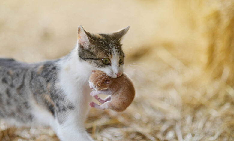 Anne Kedi Yavrularina Bakamiyorsa Ne Yapilmalidir