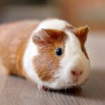 En populer Guinea Pig Ginepig Cinsleri