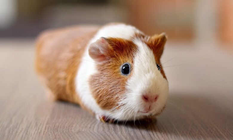 En populer Guinea Pig Ginepig Cinsleri