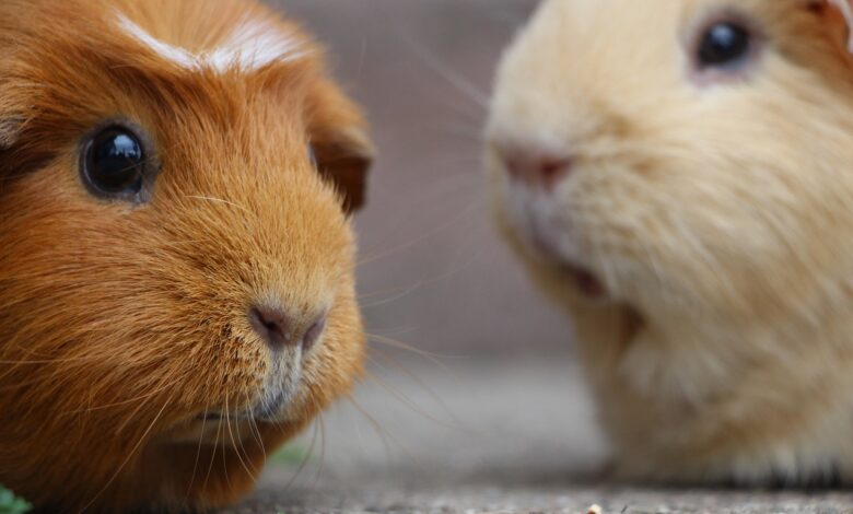 Guinea Pig Ginepig Ishal Nedenleri ve Tedavisi