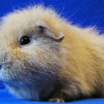 Guinea Pig ve Hamster Arasindaki Farklar Nelerdir