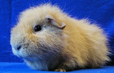 Guinea Pig ve Hamster Arasindaki Farklar Nelerdir