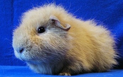 Guinea Pig ve Hamster Arasindaki Farklar Nelerdir