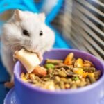 Hamster Sahiplenenler Ne Almali Huisdierenblog