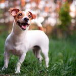 Jack Russell Cinsi Kopekler ile Ilgili Eglenceli Gercekler