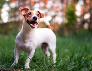 Jack Russell Cinsi Kopekler ile Ilgili Eglenceli Gercekler