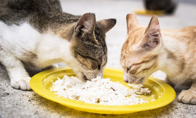 Kedi Irklarina Ozel Beslenme Huisdierenblog