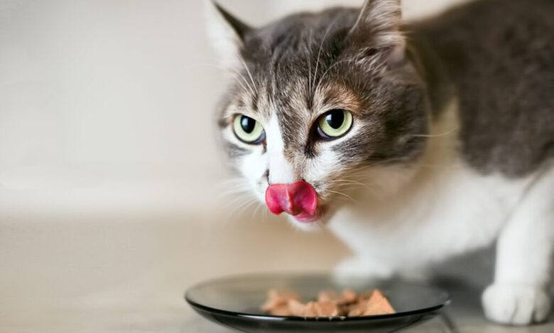 Kedi Mamalarini Degistirmenizi Gerektiren Belirtiler