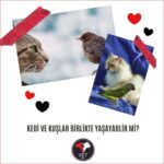 Kedilerle Kuslar Birlikte Yasayabilir mi