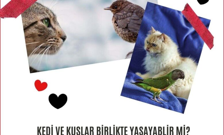 Kedilerle Kuslar Birlikte Yasayabilir mi