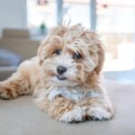 Maltipoo Ozellikleri ve Bakimi Huisdierenblog