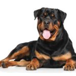 Rottweiler Kopeklerinin Ozellikleri ve Bakimi