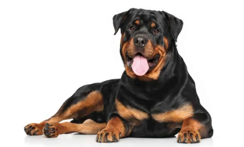 Rottweiler Kopeklerinin Ozellikleri ve Bakimi