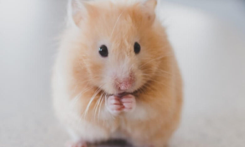 Sibirya Hamsteri Bakimi ve Ozellikleri