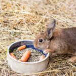 Tavsan Sahiplenenler Ne Almali Huisdierenblog